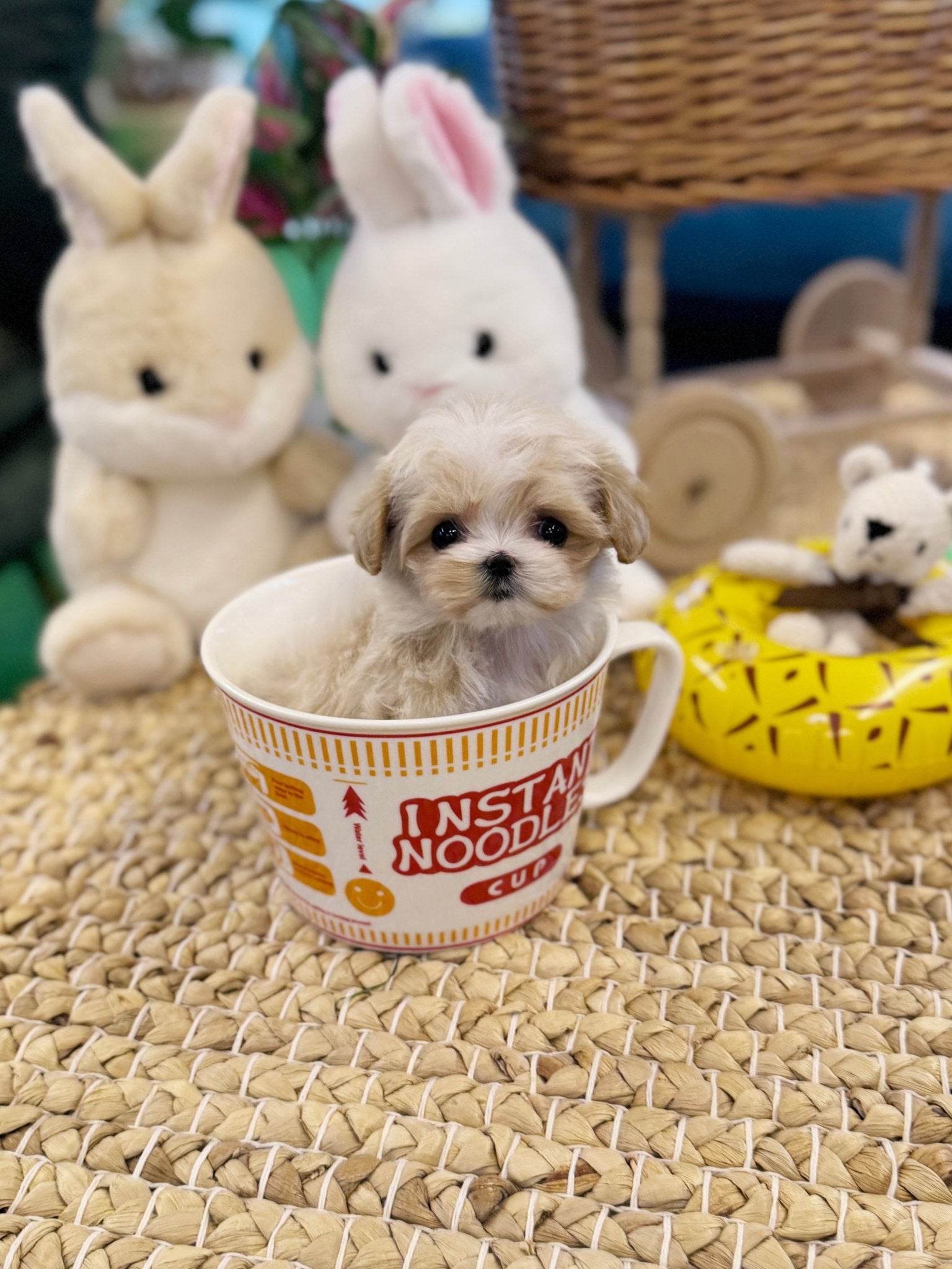Maltipoo - Mimi(Female) - Beautiful puppy teacup puppy with adorable features available for adoption from Velydog