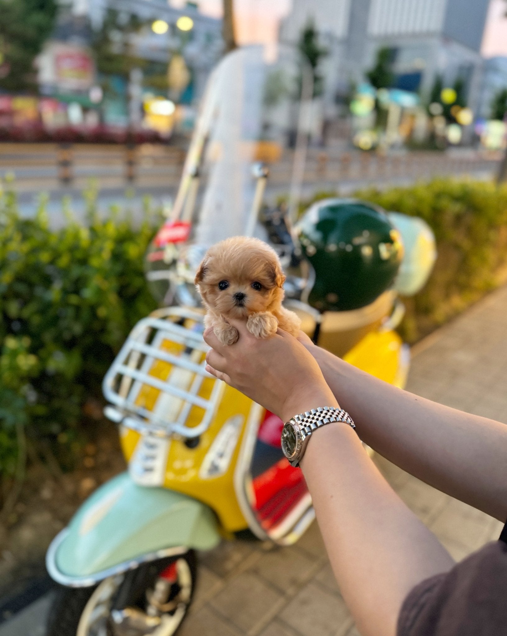 Maltipoo - Minnie(Female) - Beautiful puppy teacup puppy with adorable features available for adoption from Velydog