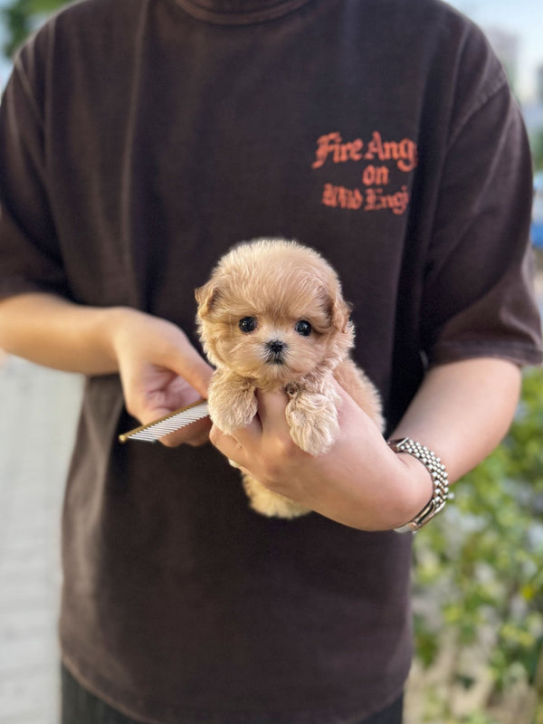 Maltipoo - Minnie(Female) - Beautiful puppy teacup puppy with adorable features available for adoption from Velydog