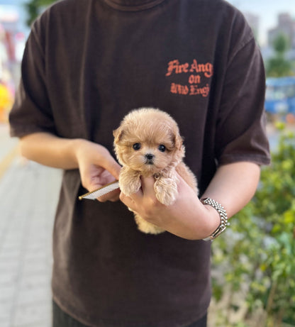 Maltipoo - Minnie(Female) - Beautiful puppy teacup puppy with adorable features available for adoption from Velydog