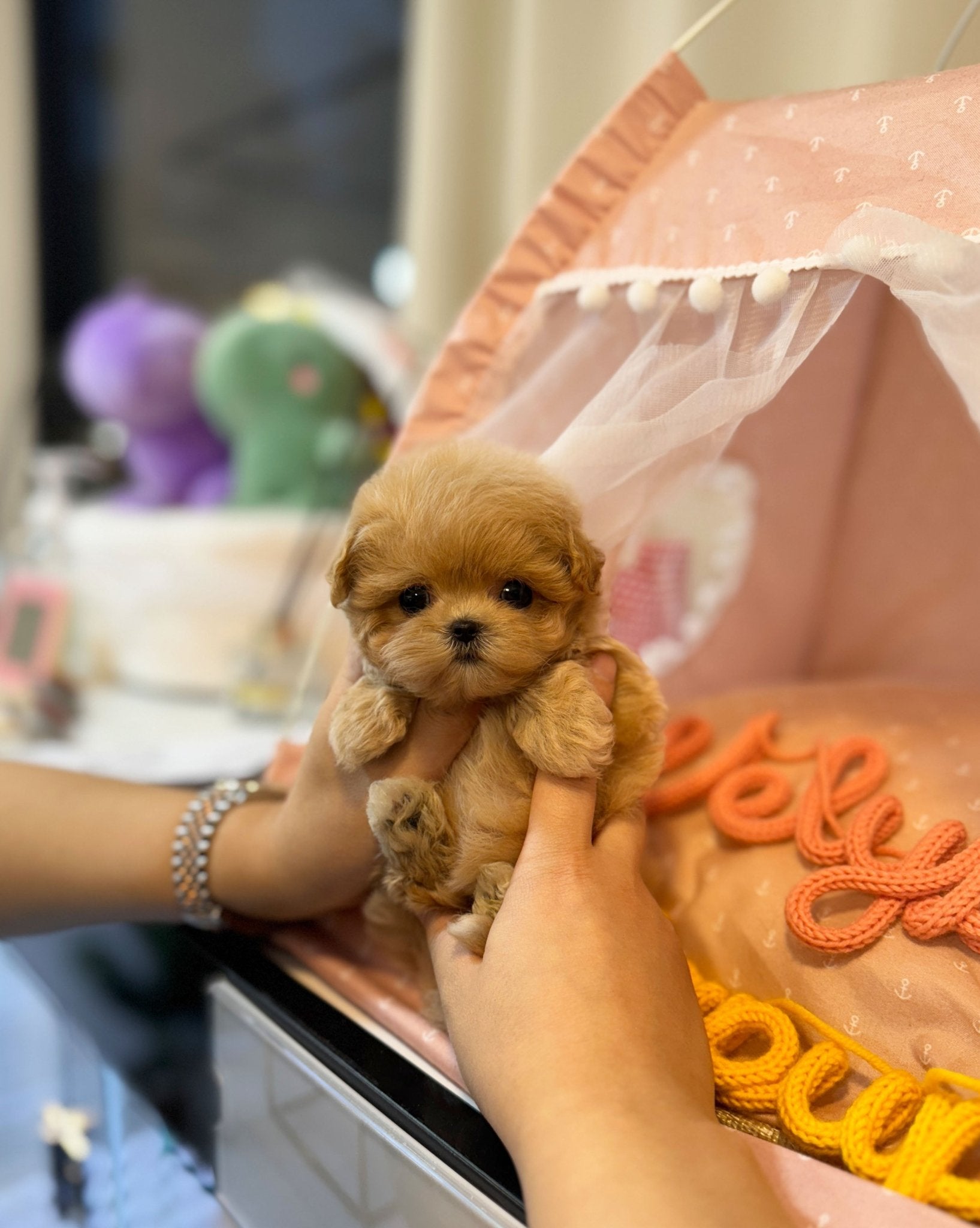 Maltipoo - Minnie(Female) - Beautiful puppy teacup puppy with adorable features available for adoption from Velydog