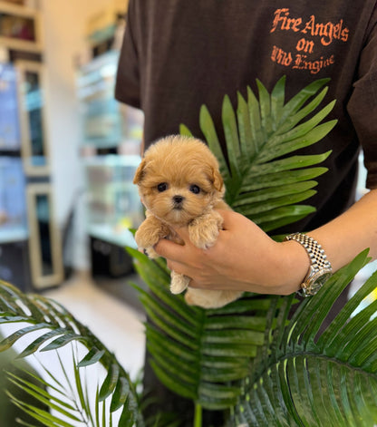 Maltipoo - Minnie(Female) - Beautiful puppy teacup puppy with adorable features available for adoption from Velydog