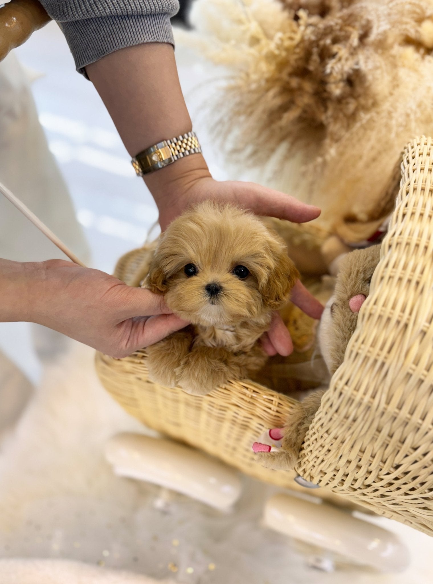 Maltipoo - Miracle(Male) - Beautiful puppy teacup puppy with adorable features available for adoption from Velydog