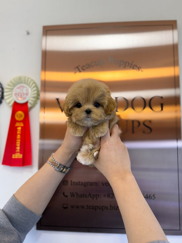 Maltipoo - Miracle(Male) - Beautiful puppy teacup puppy with adorable features available for adoption from Velydog
