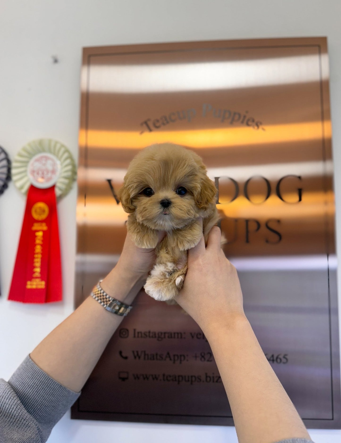 Maltipoo - Miracle(Male) - Beautiful puppy teacup puppy with adorable features available for adoption from Velydog