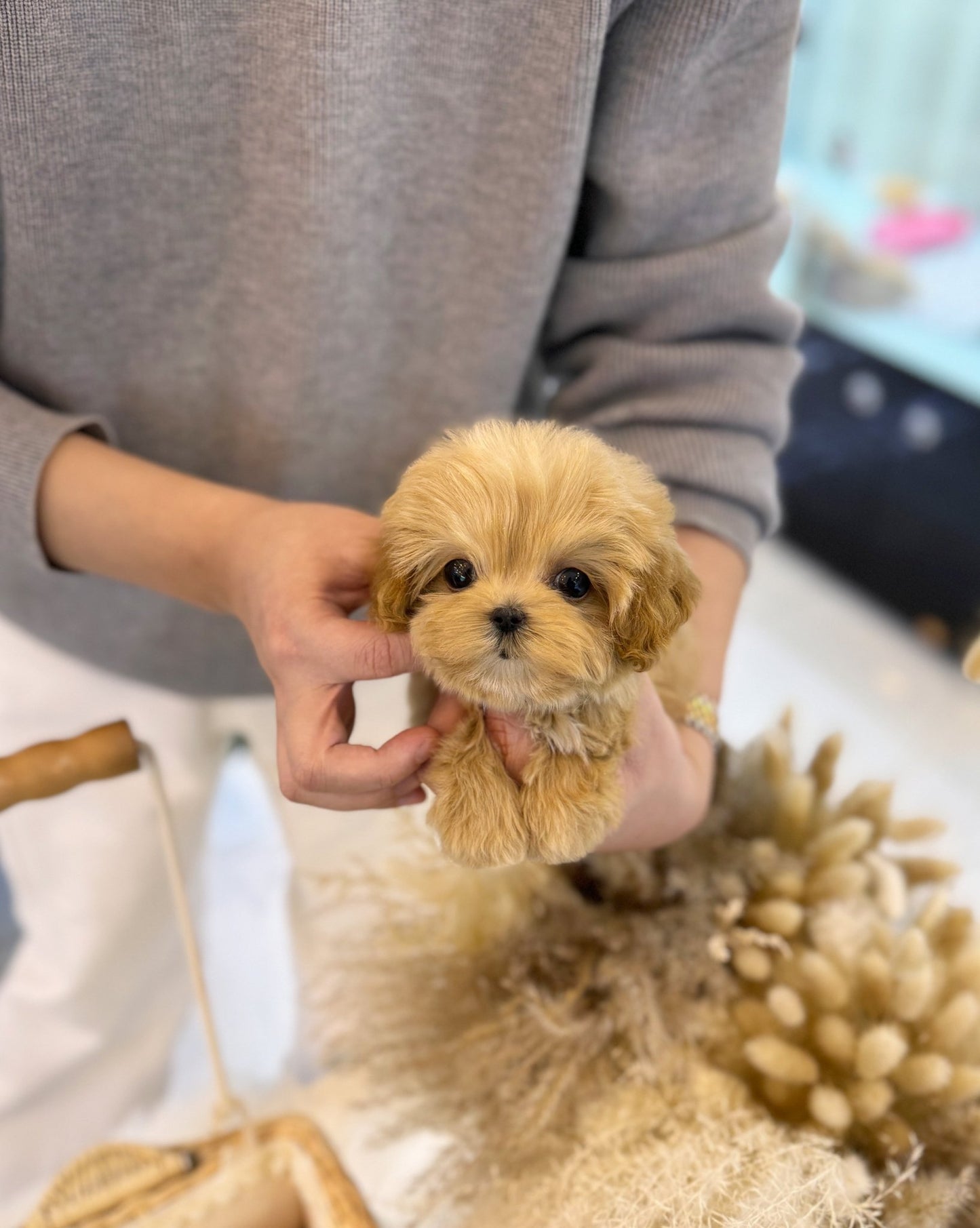 Maltipoo - Miracle(Male) - Beautiful puppy teacup puppy with adorable features available for adoption from Velydog