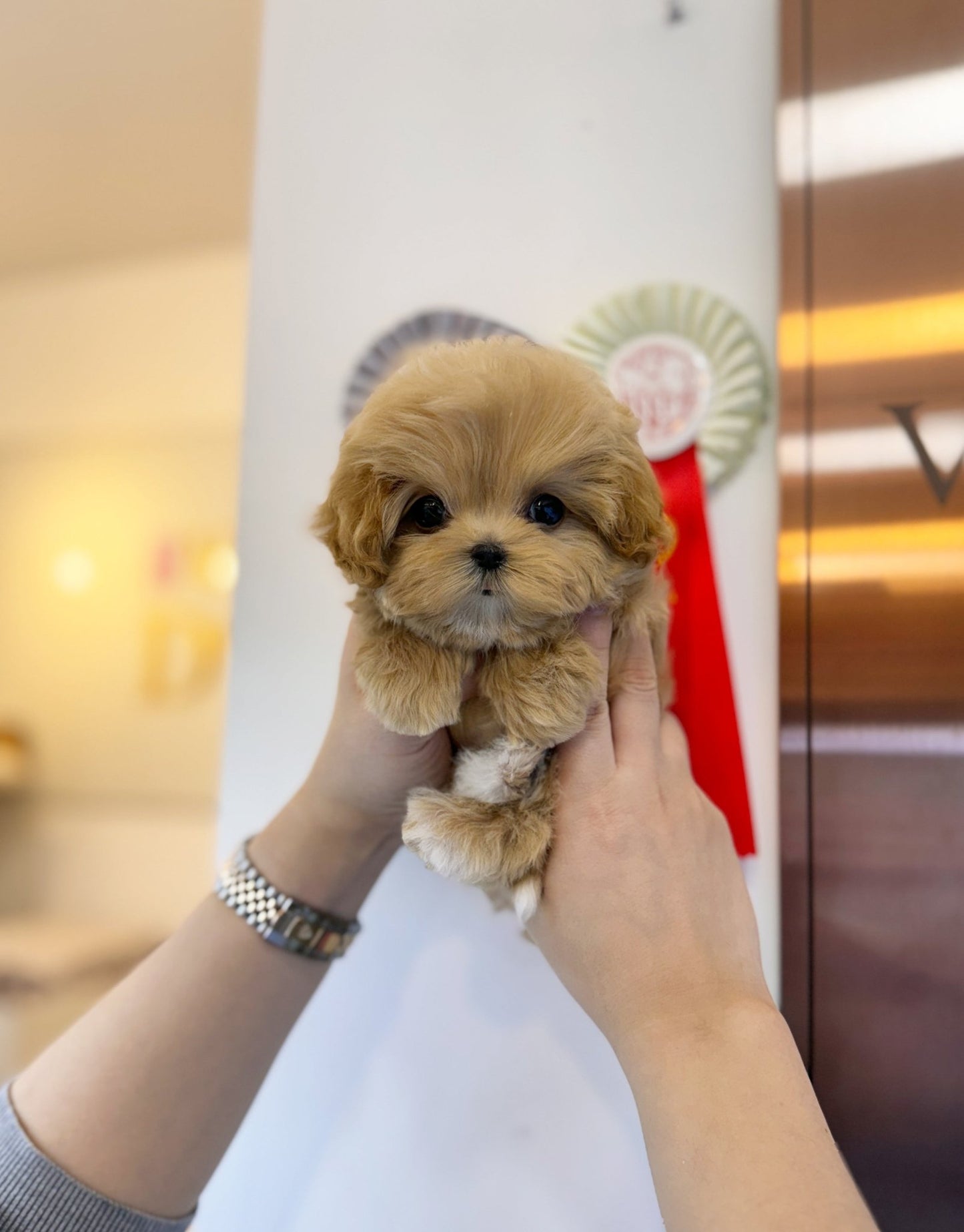 Maltipoo - Miracle(Male) - Beautiful puppy teacup puppy with adorable features available for adoption from Velydog