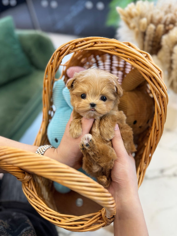 Maltipoo - Miso(Female) - Beautiful puppy teacup puppy with adorable features available for adoption from Velydog