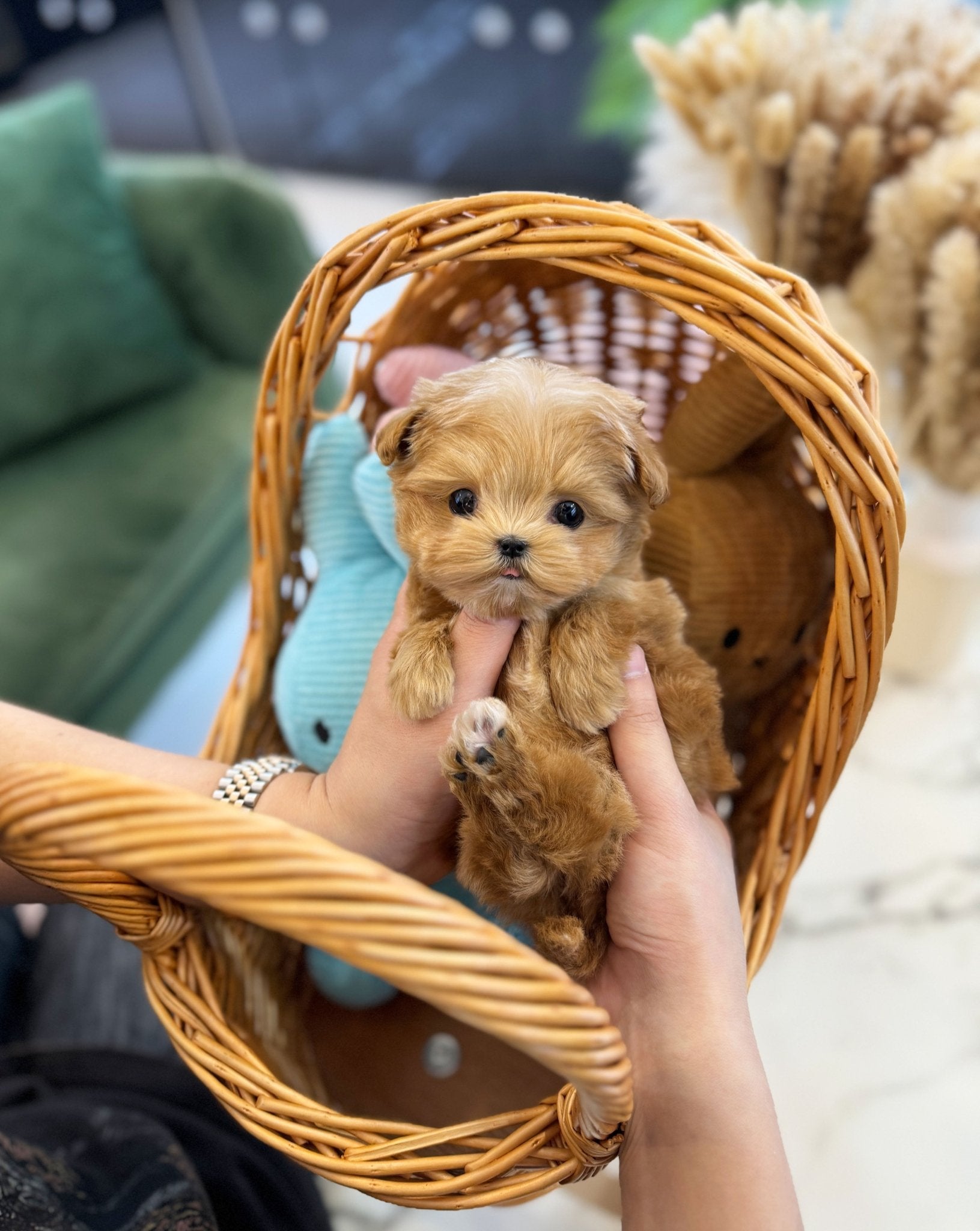 Maltipoo - Miso(Female) - Beautiful puppy teacup puppy with adorable features available for adoption from Velydog