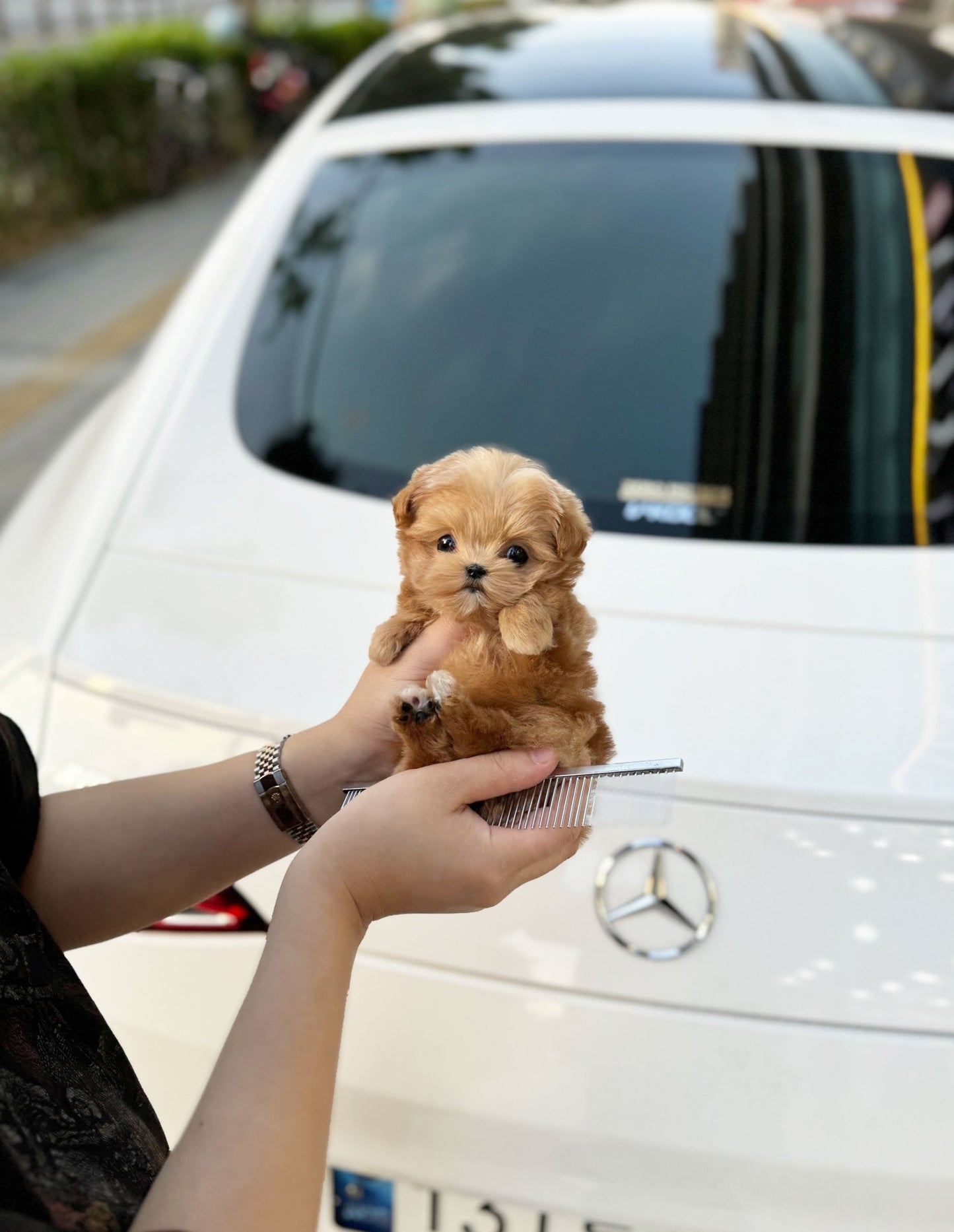 Maltipoo - Miso(Female) - Beautiful puppy teacup puppy with adorable features available for adoption from Velydog