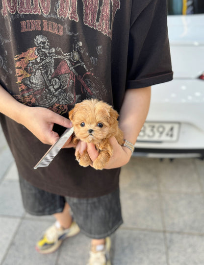 Maltipoo - Miso(Female) - Beautiful puppy teacup puppy with adorable features available for adoption from Velydog