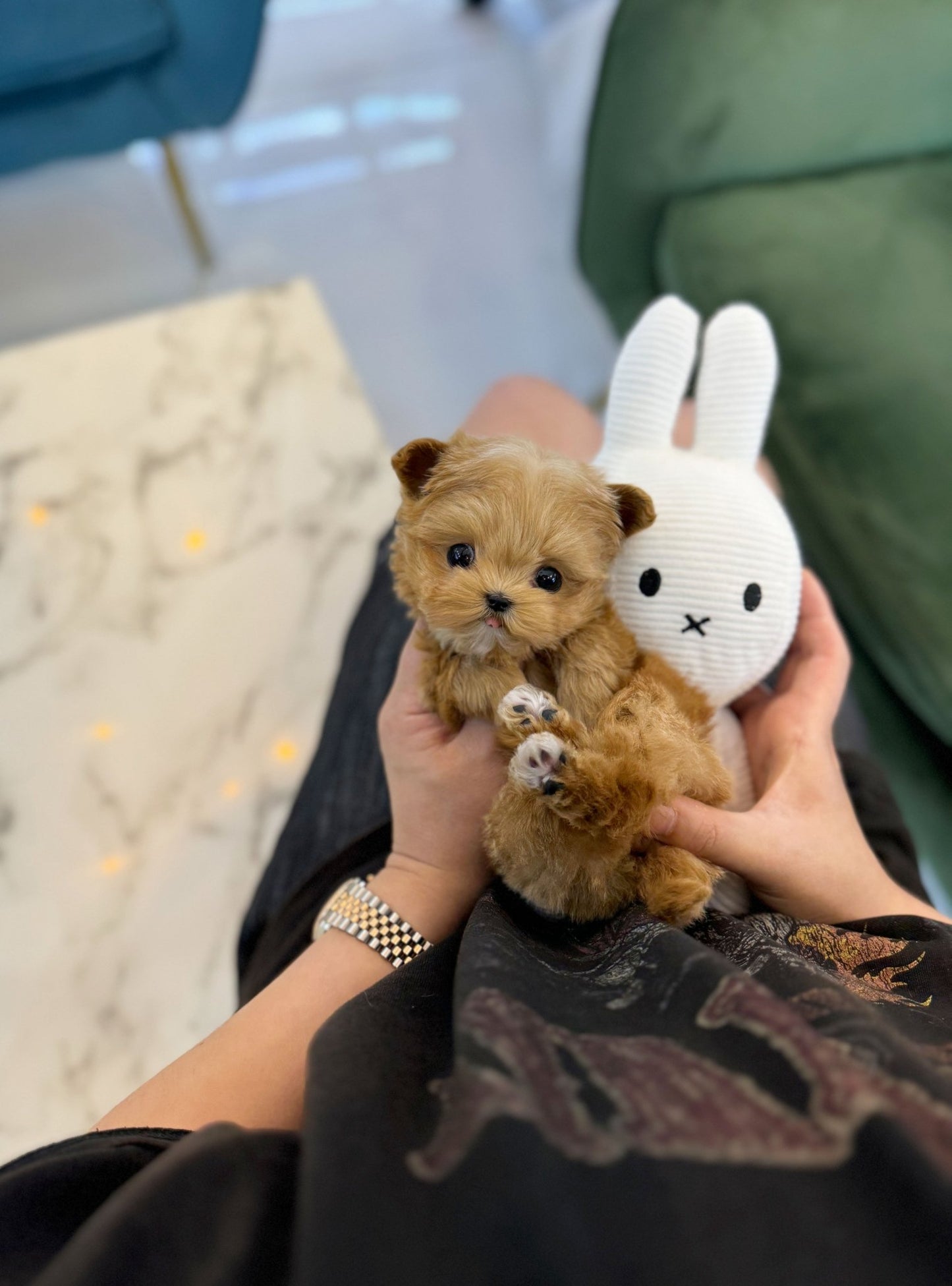 Maltipoo - Miso(Female) - Beautiful puppy teacup puppy with adorable features available for adoption from Velydog