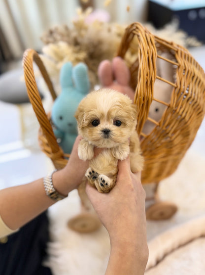 Maltipoo - Misty(Female) - Beautiful puppy teacup puppy with adorable features available for adoption from Velydog