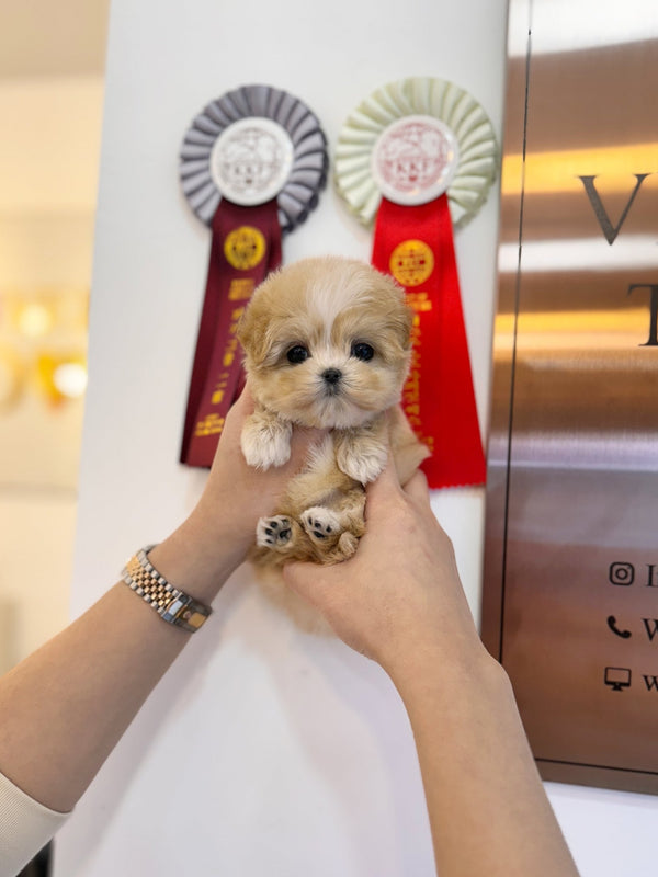 Maltipoo - Misty(Female) - Beautiful puppy teacup puppy with adorable features available for adoption from Velydog