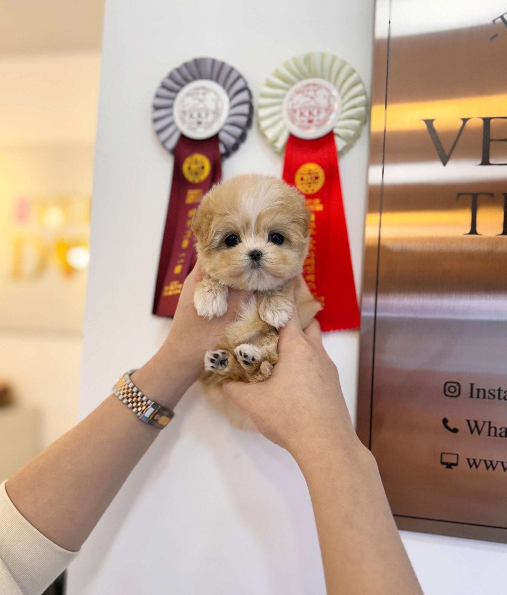 Maltipoo - Misty(Female) - Beautiful puppy teacup puppy with adorable features available for adoption from Velydog