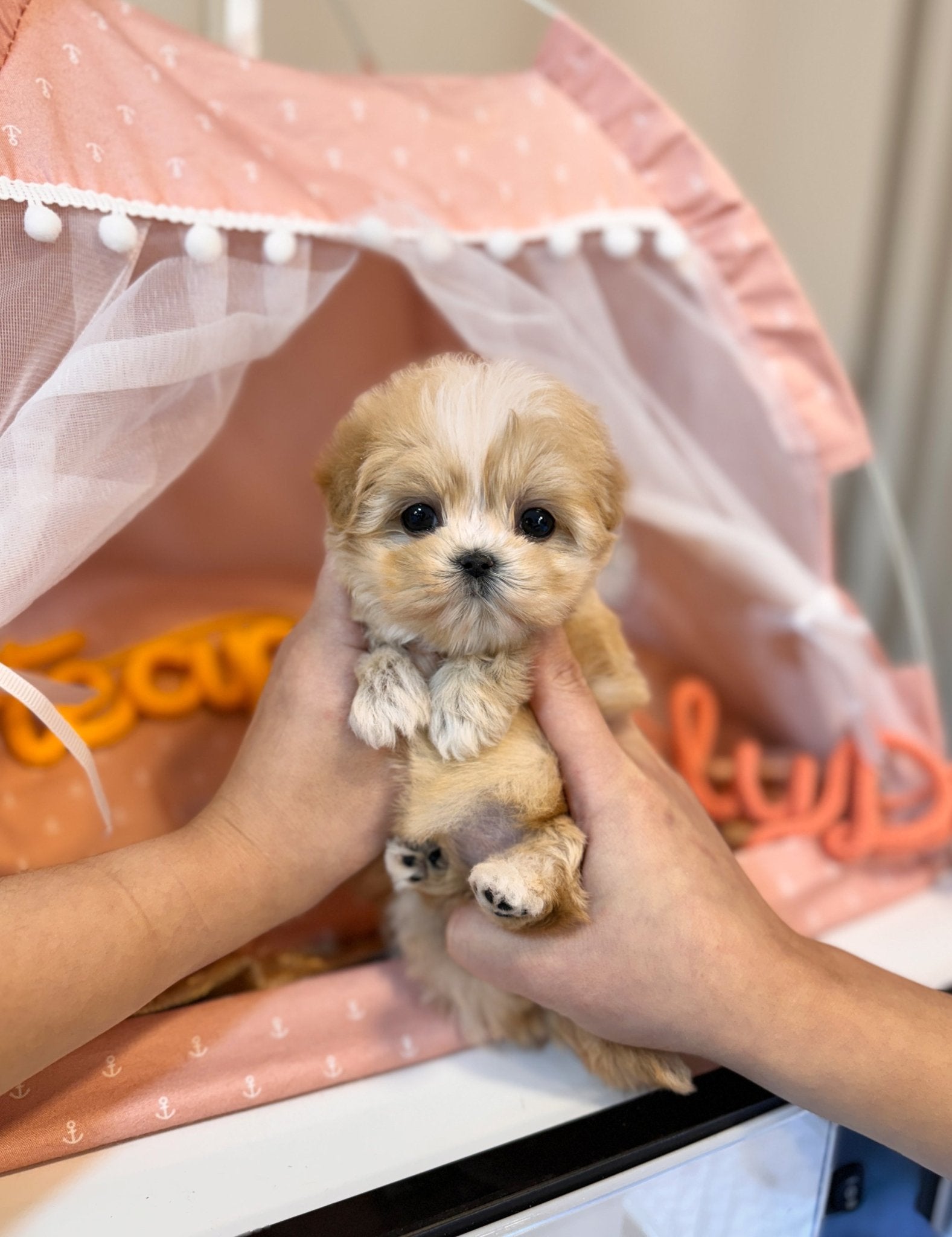 Maltipoo - Misty(Female) - Beautiful puppy teacup puppy with adorable features available for adoption from Velydog