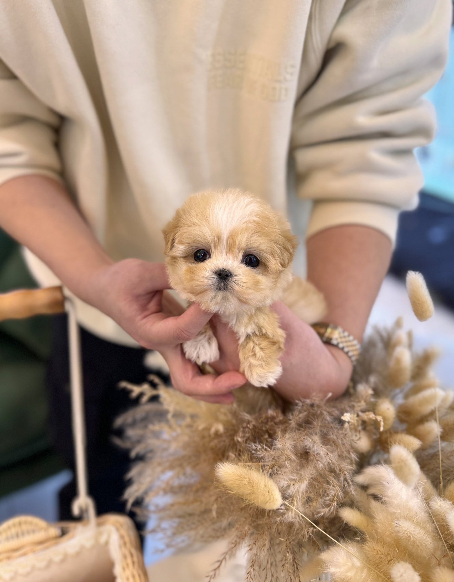 Maltipoo - Misty(Female) - Beautiful puppy teacup puppy with adorable features available for adoption from Velydog