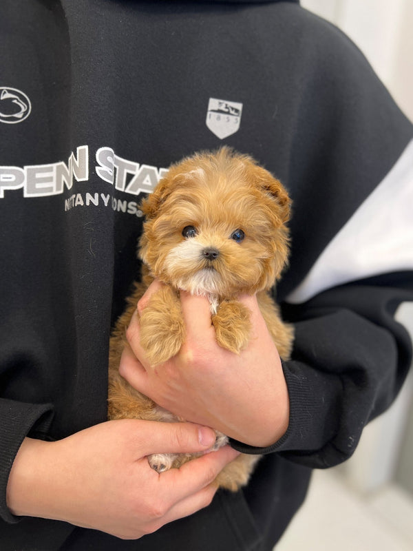 Maltipoo - Mocha(Female) - Beautiful puppy teacup puppy with adorable features available for adoption from Velydog