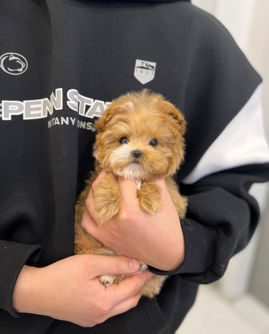 Maltipoo - Mocha(Female) - Beautiful puppy teacup puppy with adorable features available for adoption from Velydog