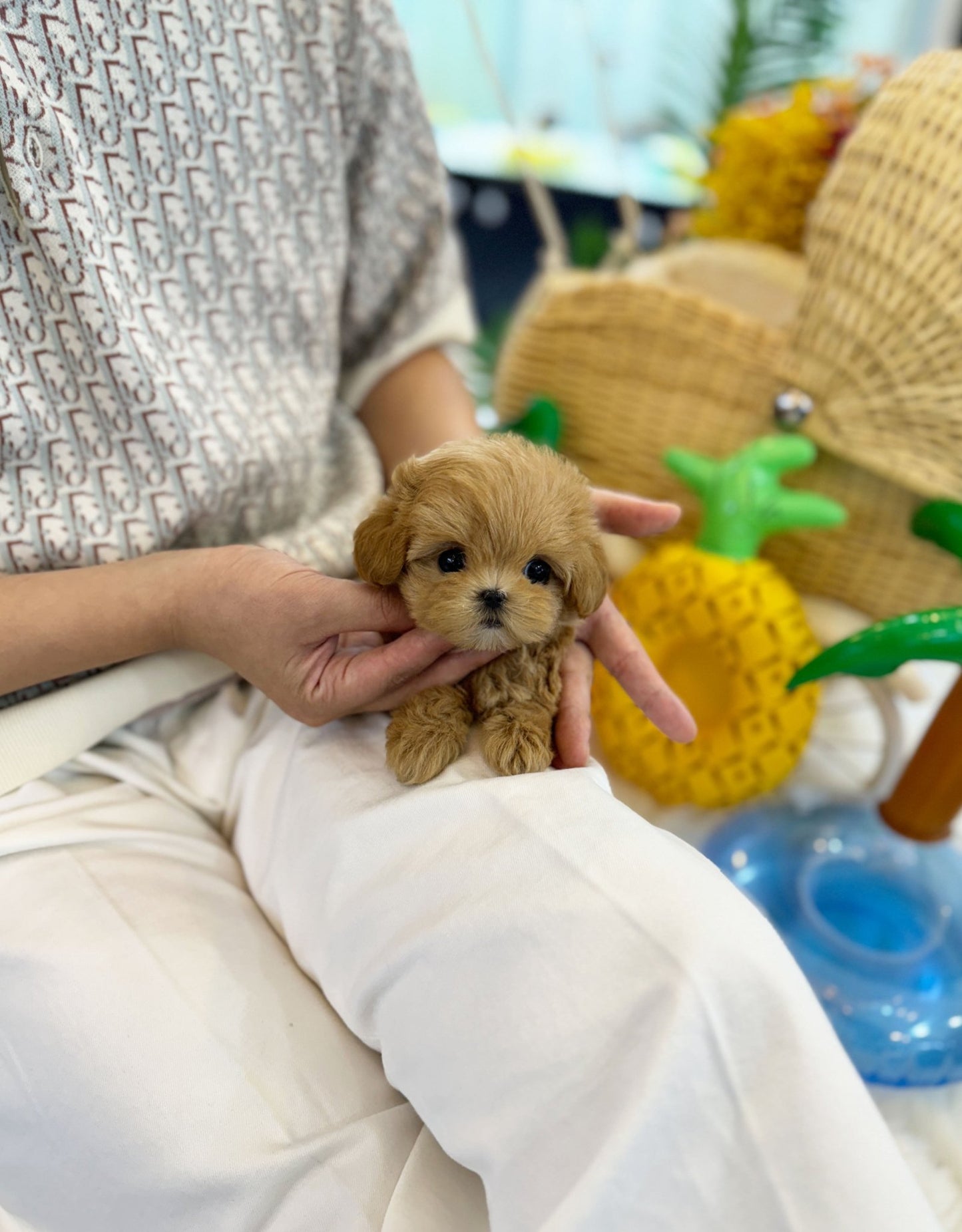 Maltipoo - Mocha(Female) - Beautiful puppy teacup puppy with adorable features available for adoption from Velydog