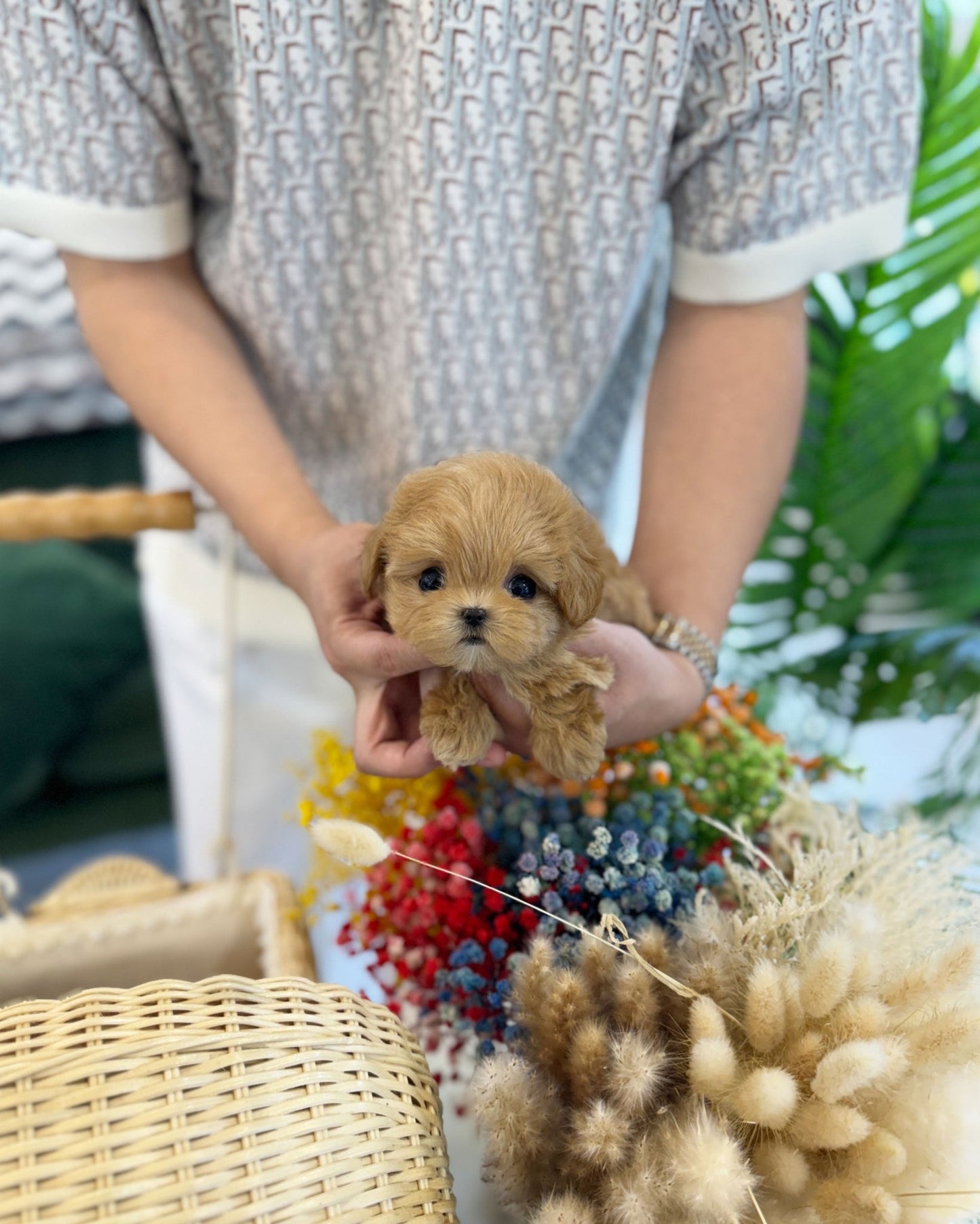 Maltipoo - Mocha(Female) - Beautiful puppy teacup puppy with adorable features available for adoption from Velydog