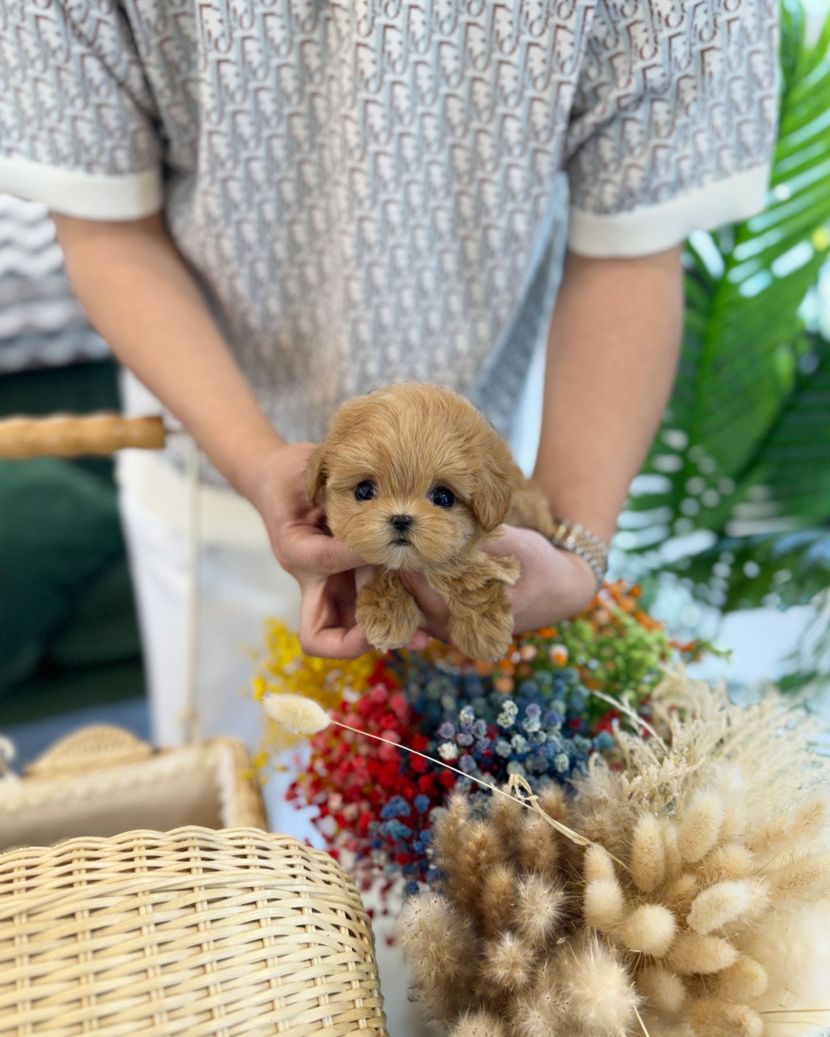 Maltipoo - Mocha(Female) - Beautiful puppy teacup puppy with adorable features available for adoption from Velydog