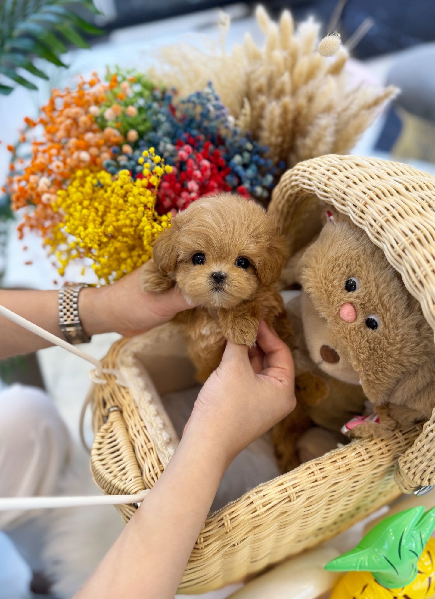 Maltipoo - Mocha(Female) - Beautiful puppy teacup puppy with adorable features available for adoption from Velydog