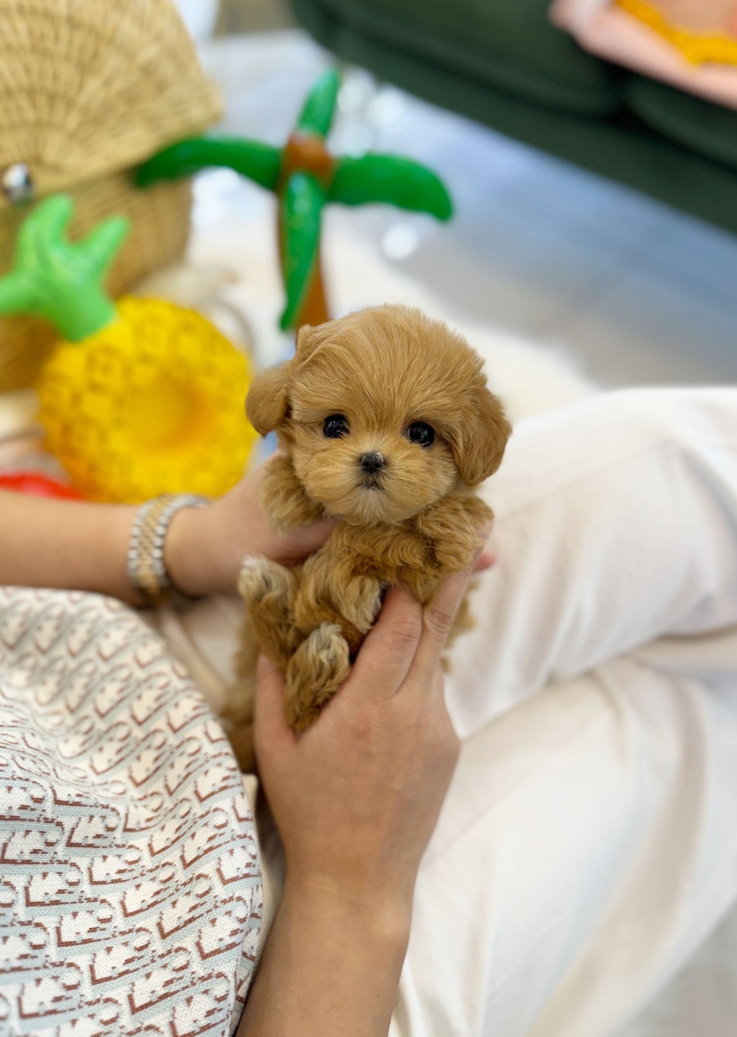 Maltipoo - Mocha(Female) - Beautiful puppy teacup puppy with adorable features available for adoption from Velydog