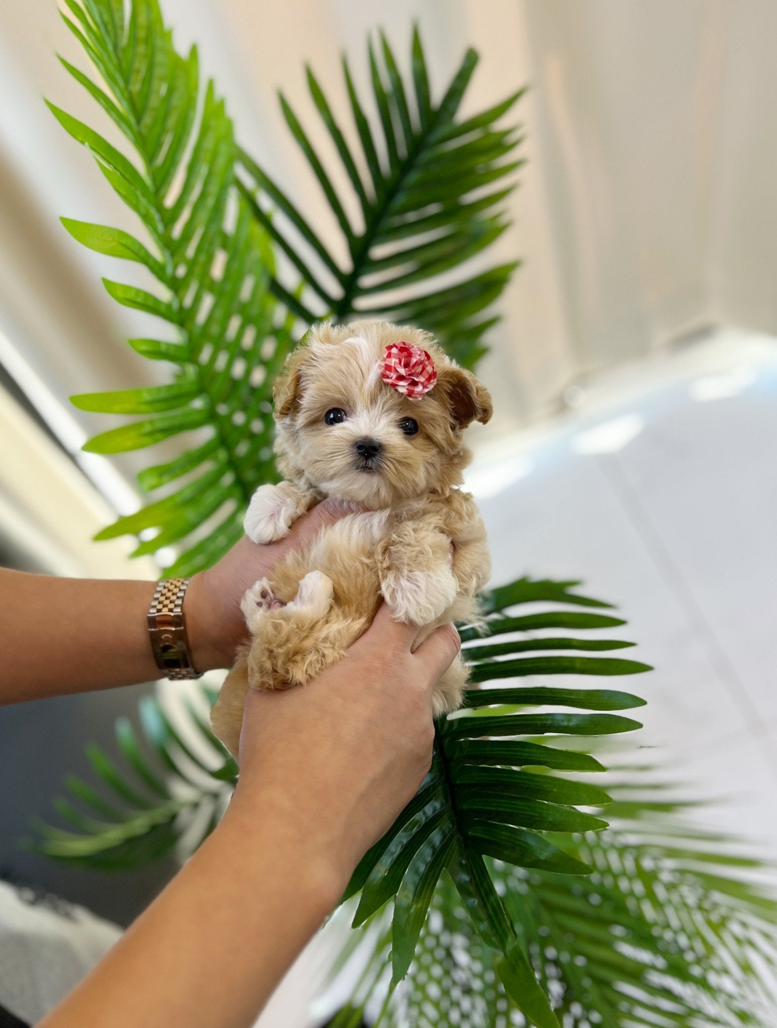 Maltipoo - Momo(Female) - Beautiful puppy teacup puppy with adorable features available for adoption from Velydog