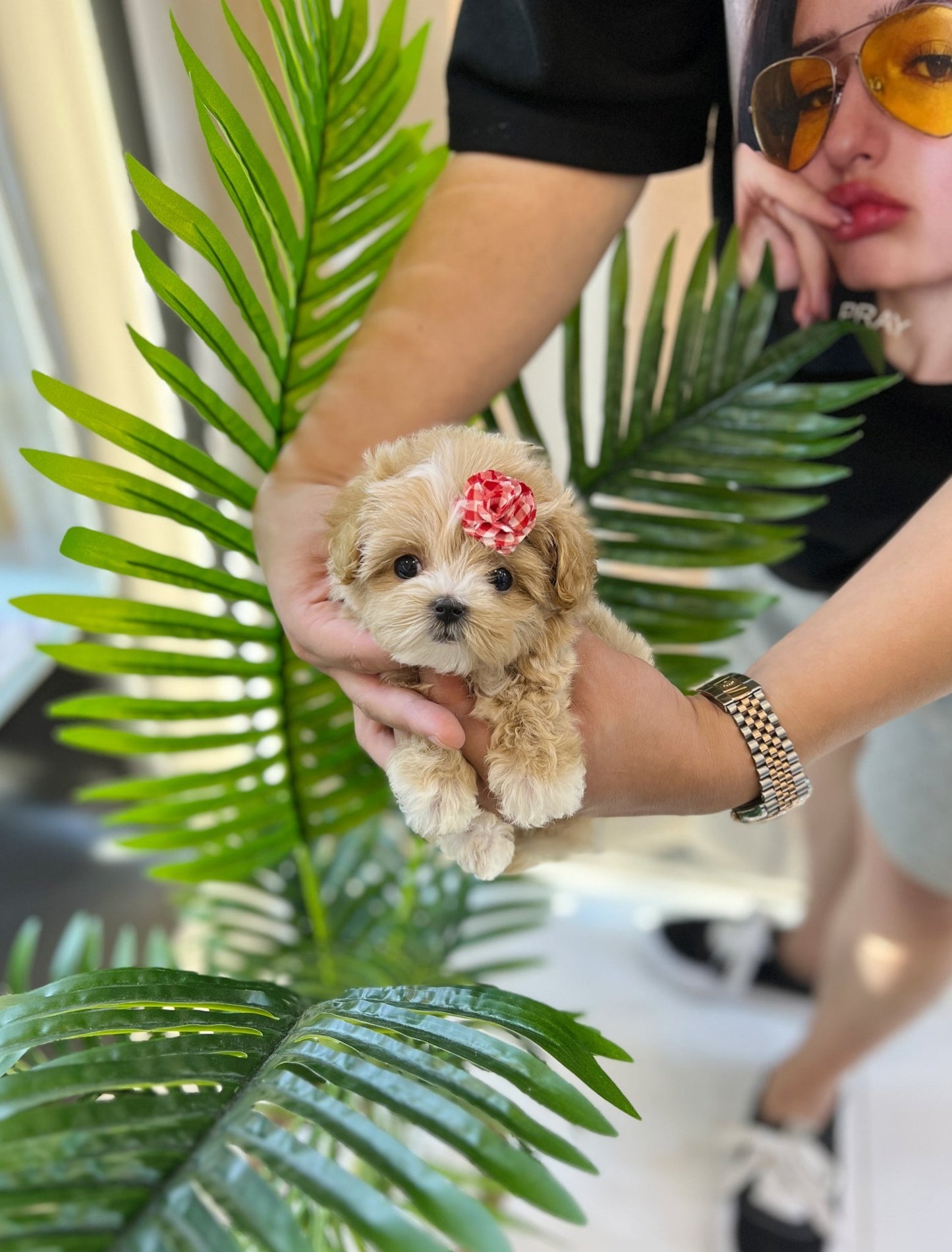 Maltipoo - Momo(Female) - Beautiful puppy teacup puppy with adorable features available for adoption from Velydog