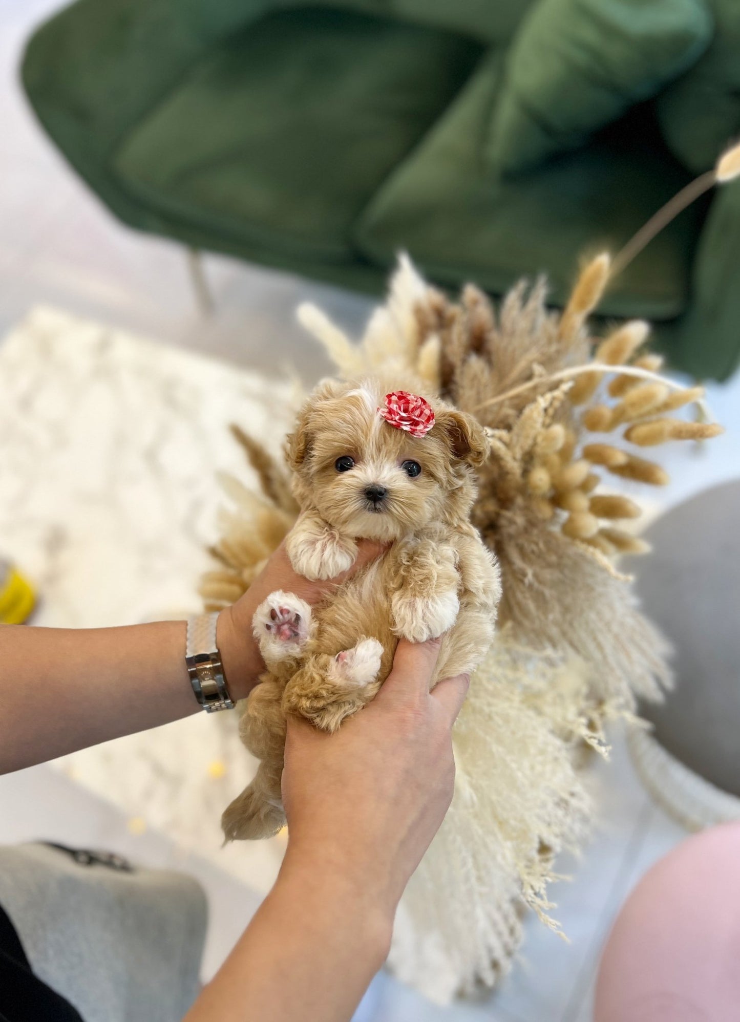 Maltipoo - Momo(Female) - Beautiful puppy teacup puppy with adorable features available for adoption from Velydog