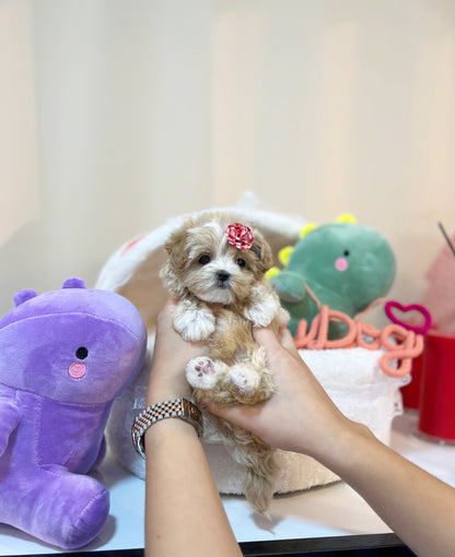 Maltipoo - Momo(Female) - Beautiful puppy teacup puppy with adorable features available for adoption from Velydog