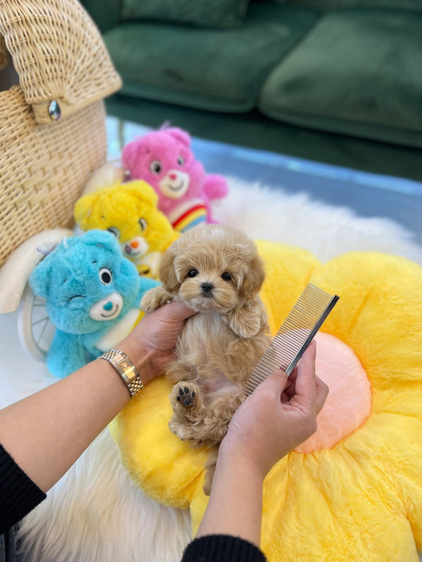 Maltipoo - Mong(Male) - Beautiful puppy teacup puppy with adorable features available for adoption from Velydog