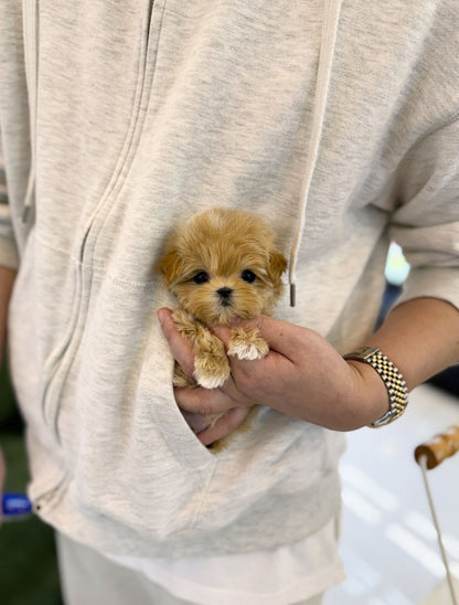 Maltipoo - Mong(Male) - Beautiful puppy teacup puppy with adorable features available for adoption from Velydog