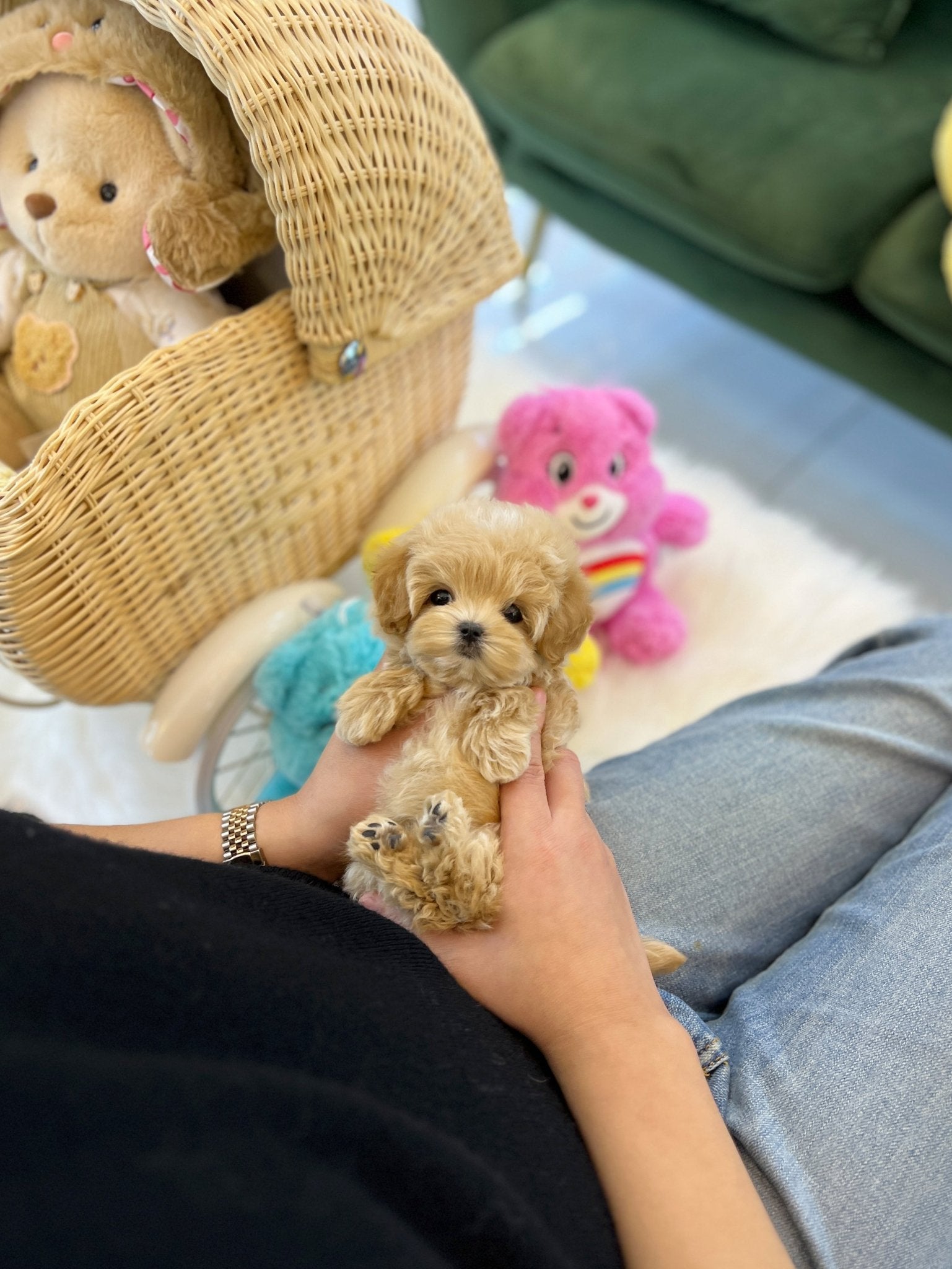 Maltipoo - Mong(Male) - Beautiful puppy teacup puppy with adorable features available for adoption from Velydog