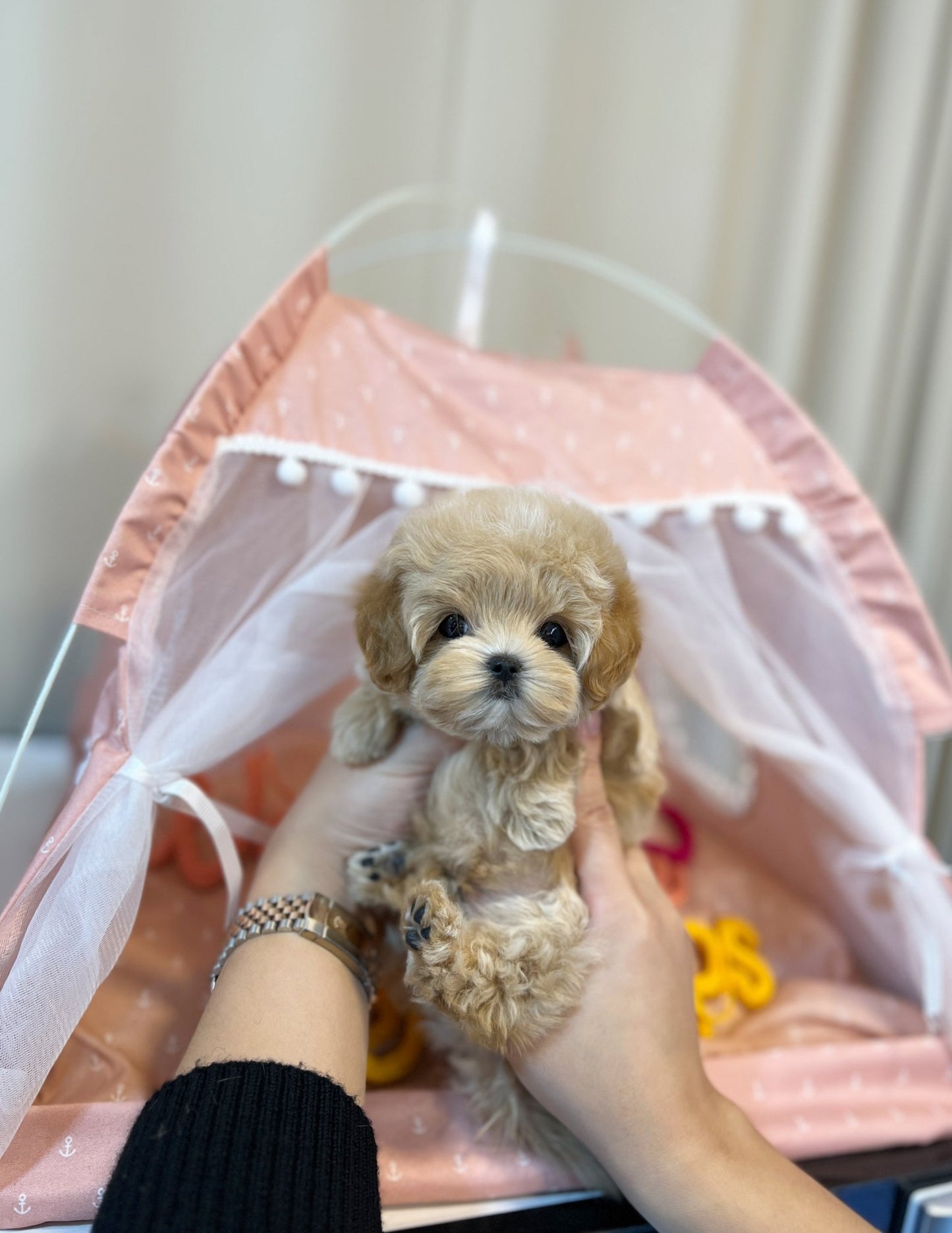 Maltipoo - Mong(Male) - Beautiful puppy teacup puppy with adorable features available for adoption from Velydog