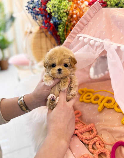 Maltipoo - Mong(Male) - Beautiful puppy teacup puppy with adorable features available for adoption from Velydog