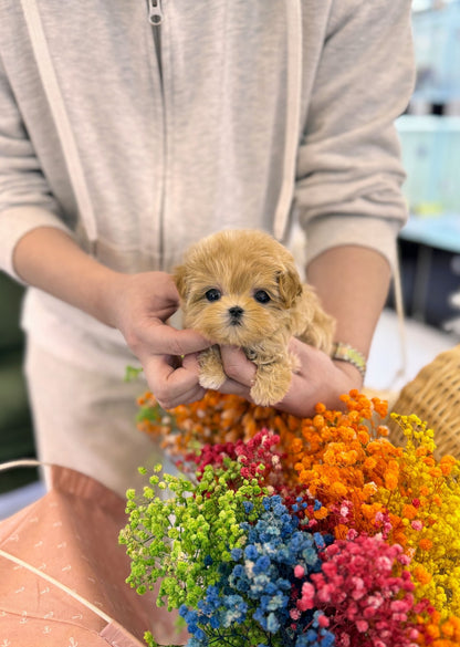 Maltipoo - Mong(Male) - Beautiful puppy teacup puppy with adorable features available for adoption from Velydog