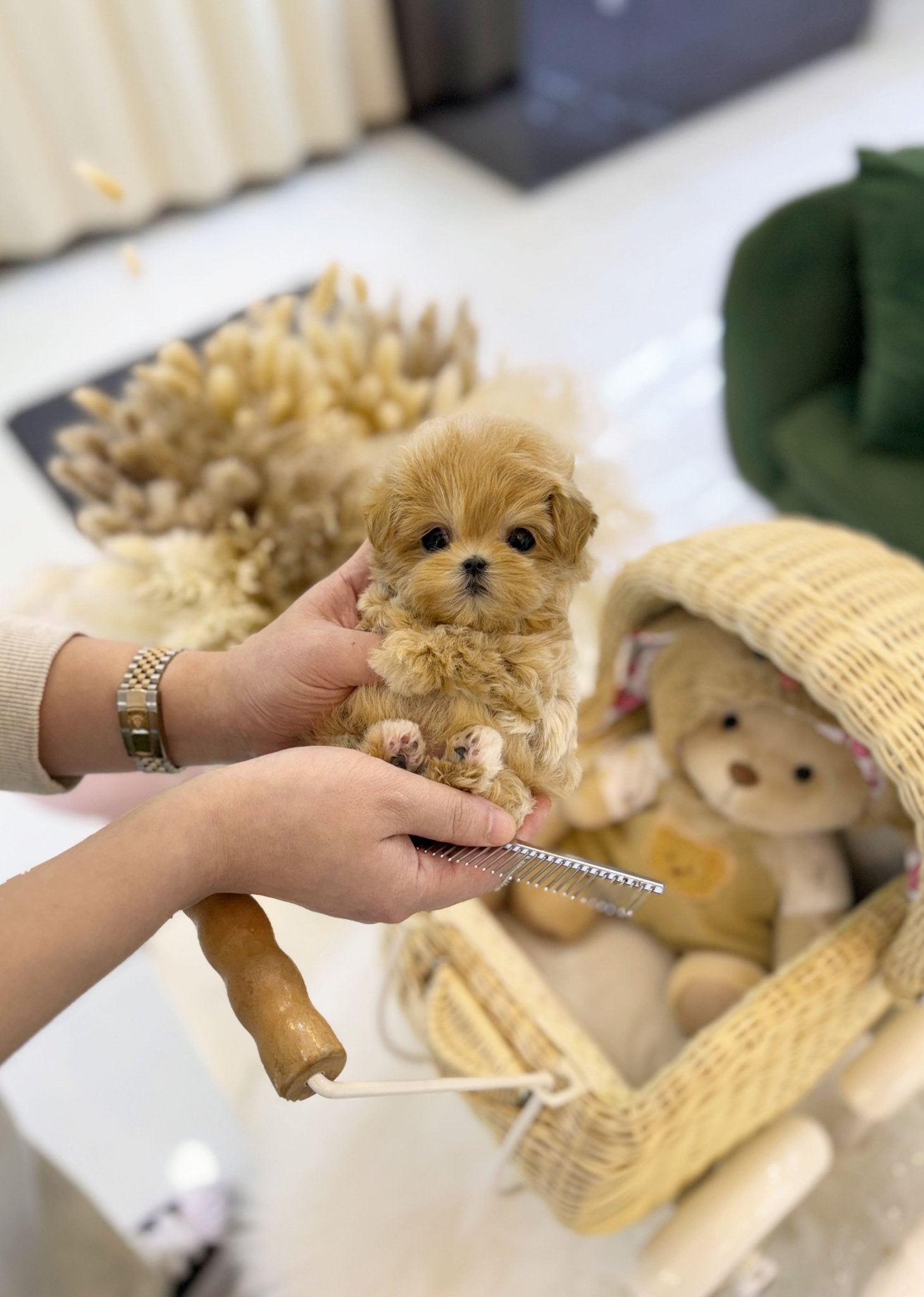 Maltipoo - Mong(Male) - Beautiful puppy teacup puppy with adorable features available for adoption from Velydog