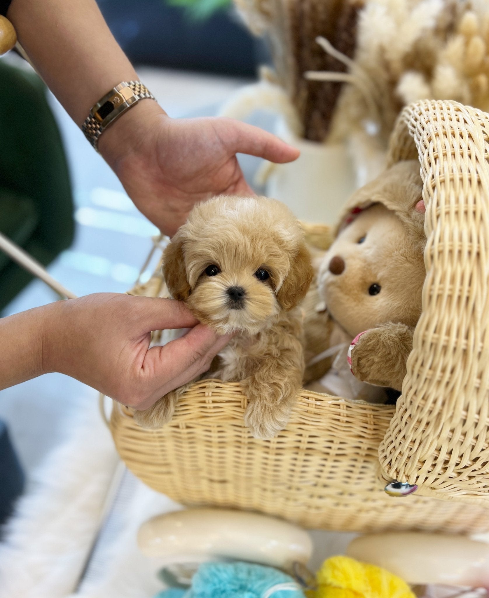 Maltipoo - Mong(Male) - Beautiful puppy teacup puppy with adorable features available for adoption from Velydog