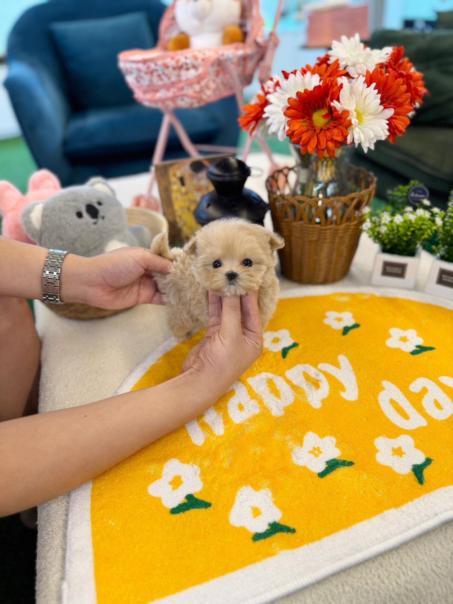 Maltipoo - Moon(Female) - Beautiful puppy teacup puppy with adorable features available for adoption from Velydog