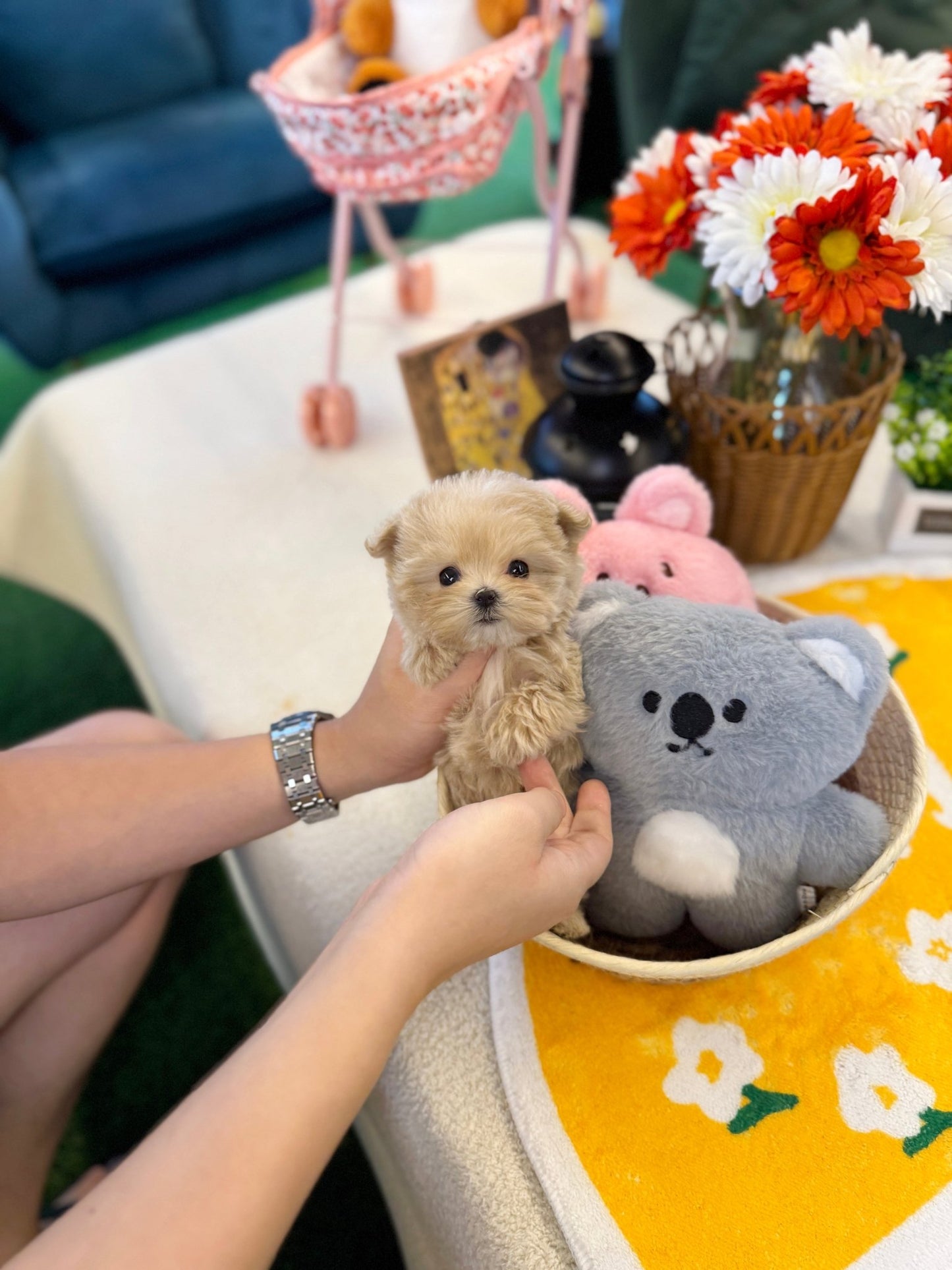 Maltipoo - Moon(Female) - Beautiful puppy teacup puppy with adorable features available for adoption from Velydog