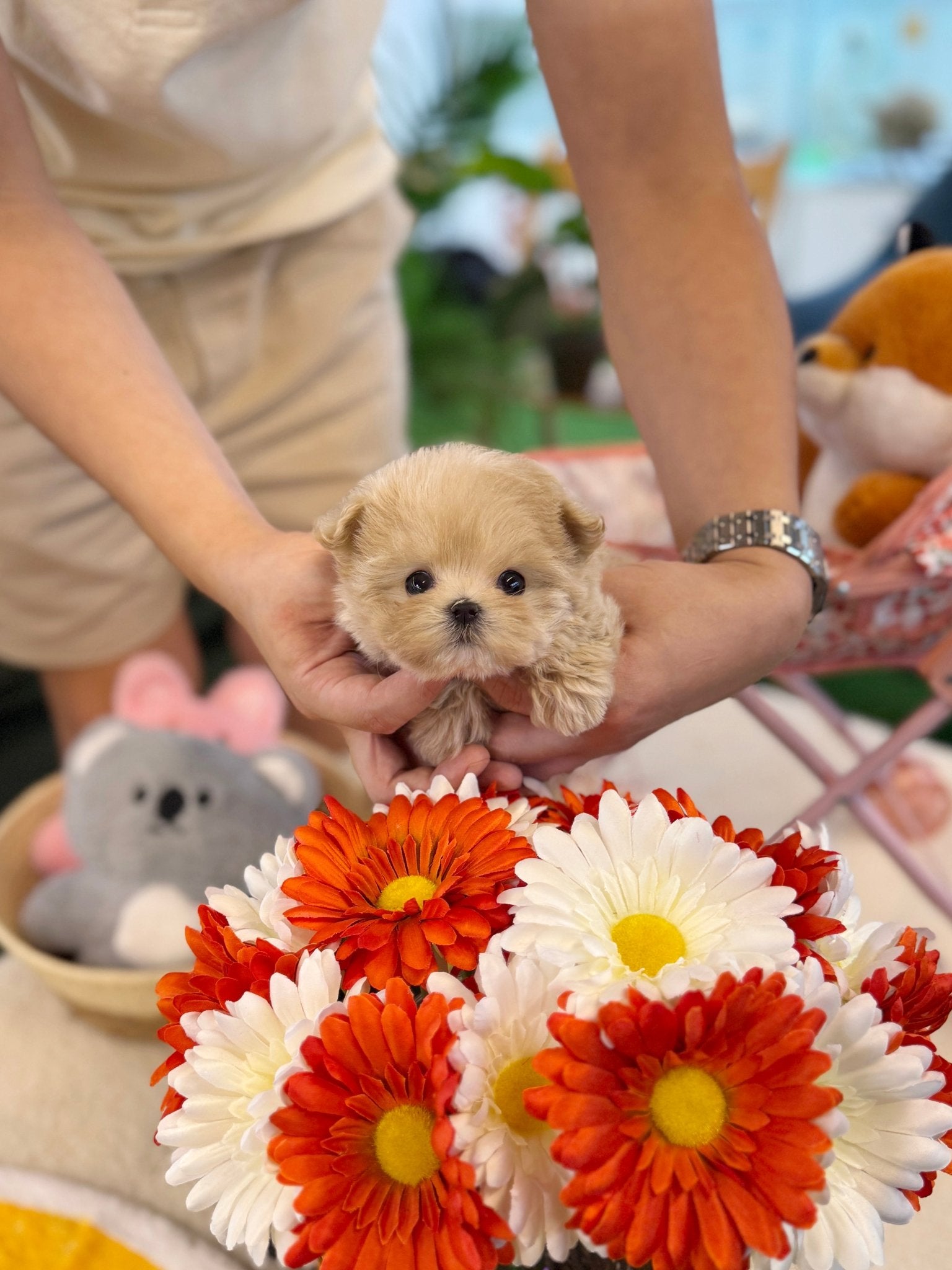 Maltipoo - Moon(Female) - Beautiful puppy teacup puppy with adorable features available for adoption from Velydog