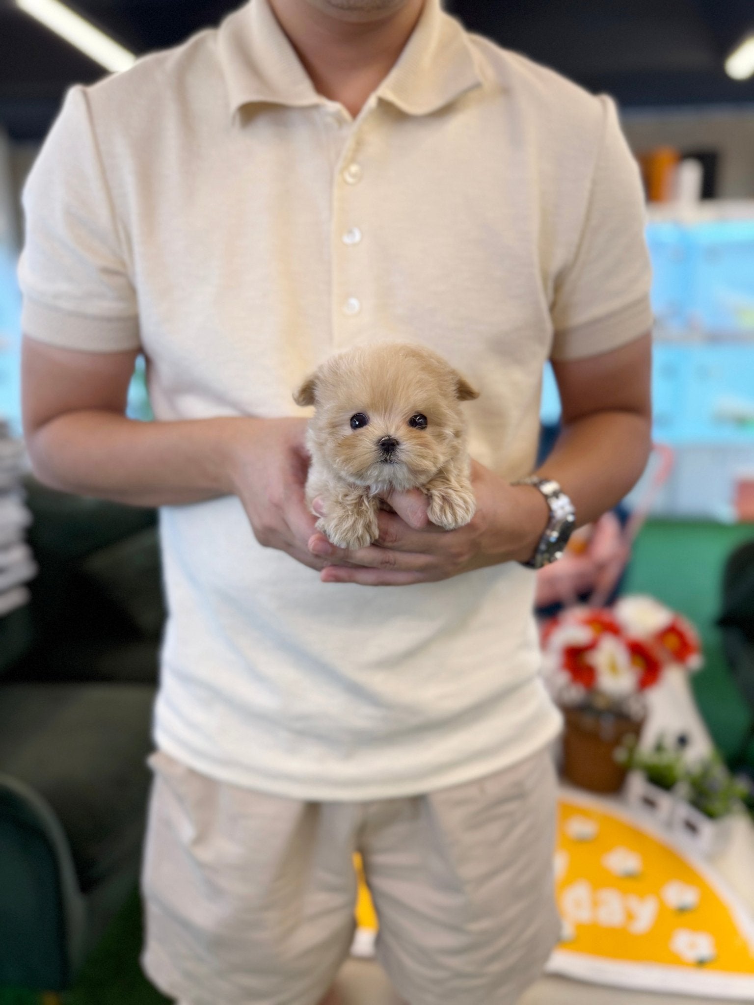 Maltipoo - Moon(Female) - Beautiful puppy teacup puppy with adorable features available for adoption from Velydog