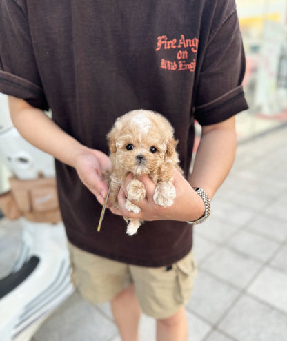 Maltipoo - Moose(Male) - Beautiful puppy teacup puppy with adorable features available for adoption from Velydog