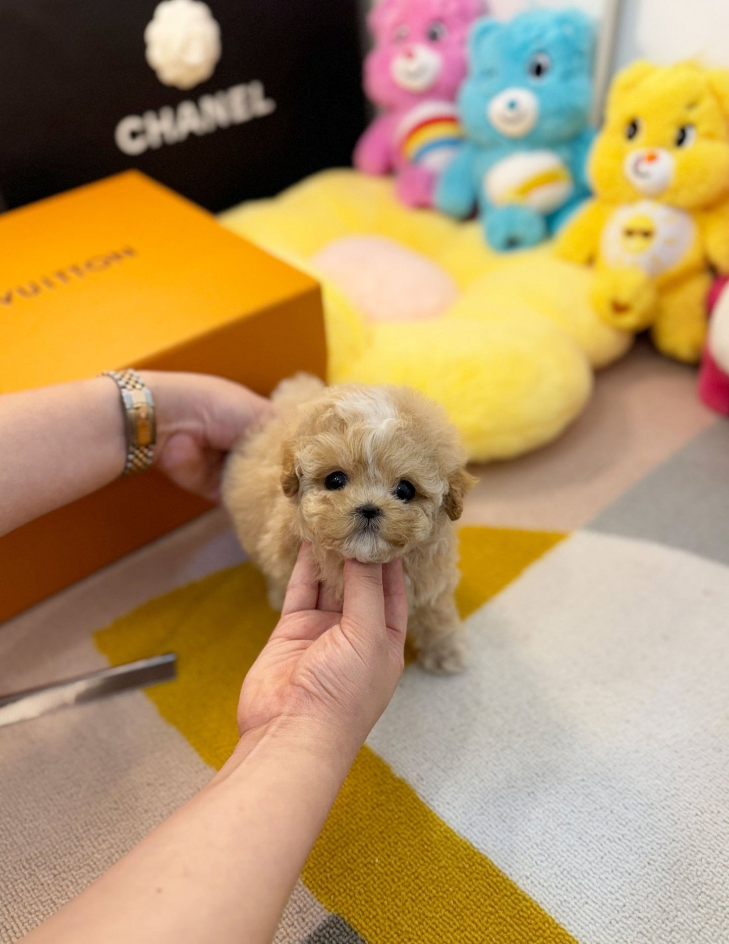 Maltipoo - Moose(Male) - Beautiful puppy teacup puppy with adorable features available for adoption from Velydog