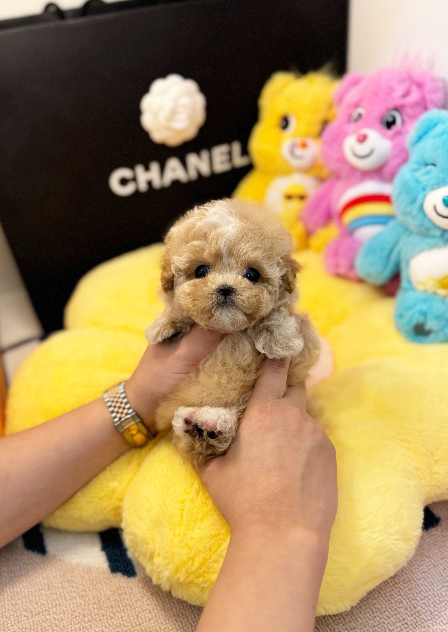 Maltipoo - Moose(Male) - Beautiful puppy teacup puppy with adorable features available for adoption from Velydog