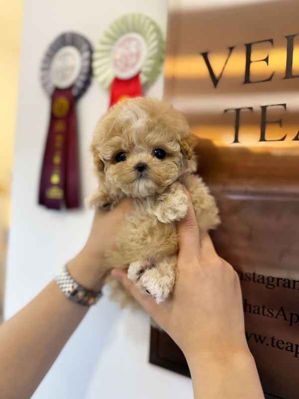 Maltipoo - Moose(Male) - Beautiful puppy teacup puppy with adorable features available for adoption from Velydog