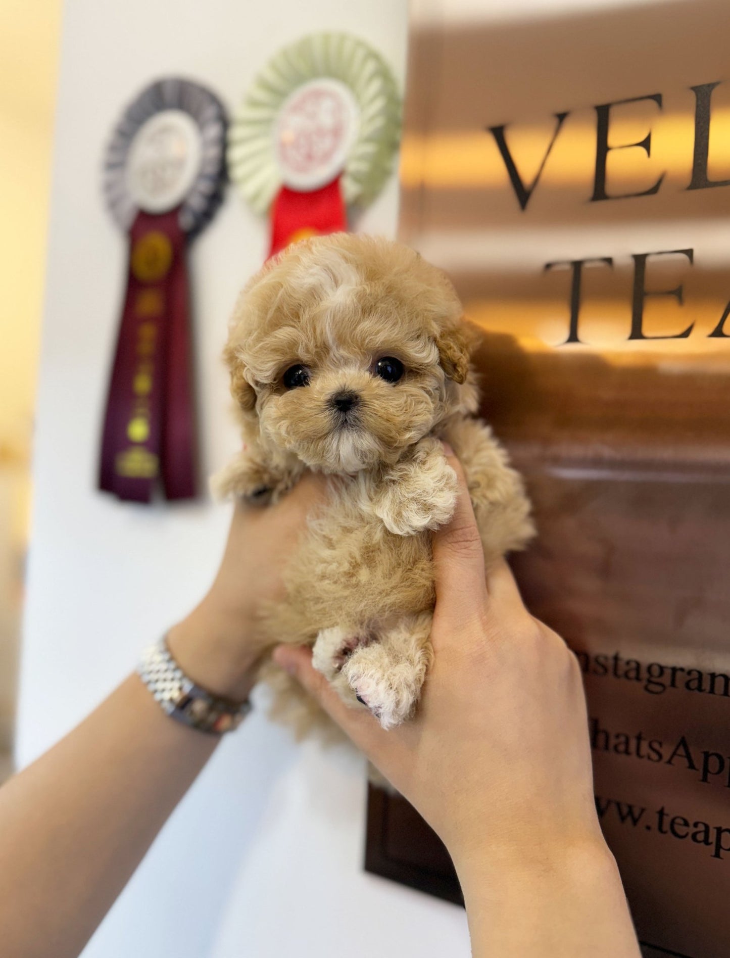 Maltipoo - Moose(Male) - Beautiful puppy teacup puppy with adorable features available for adoption from Velydog