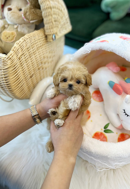 Maltipoo - Moran(Female) - Beautiful puppy teacup puppy with adorable features available for adoption from Velydog